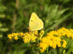 Colias croceus
