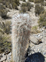Oreocereus celsianus