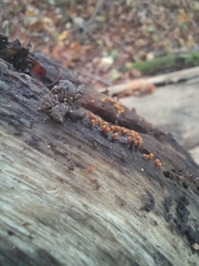 Hemitrichia decipiens