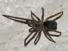 Filistata insidiatrix