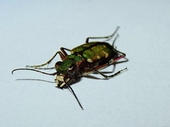 Cicindela turkestanica