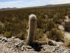 Oreocereus celsianus