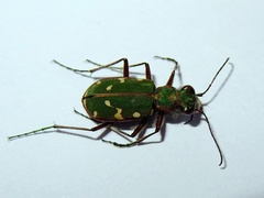 Cicindela turkestanica