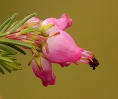 Erica nutans