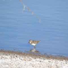 Calidris minutilla