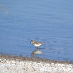 Calidris minutilla