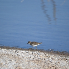 Calidris minutilla