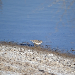 Calidris minutilla