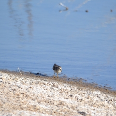 Calidris minutilla