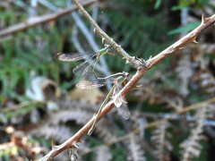 Chalcolestes viridis