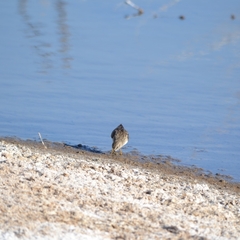 Calidris minutilla