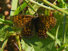 Melitaea celadussa