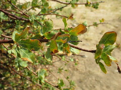 Commiphora glaucescens
