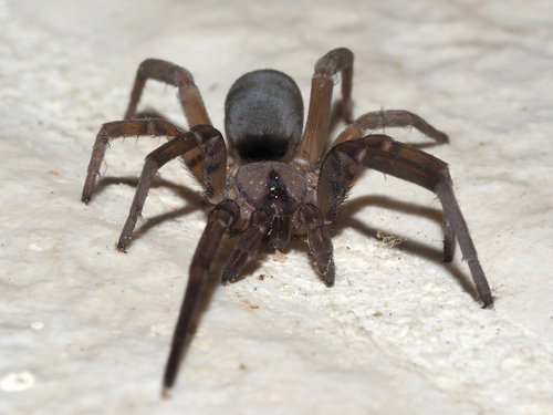 Filistata insidiatrix