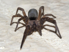 Filistata insidiatrix