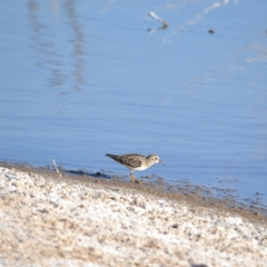 Calidris minutilla