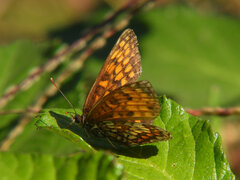 Melitaea celadussa