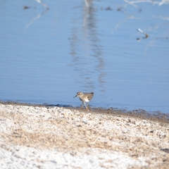 Calidris minutilla
