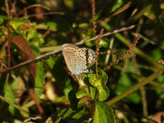 Plebejus