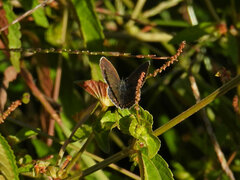 Plebejus