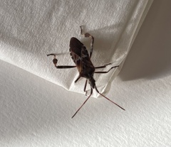 Leptoglossus occidentalis