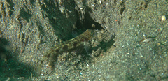 Tomiyamichthys