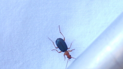 Brachinus