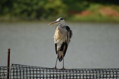 Ardea cinerea
