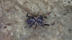Liophrurillus flavitarsis