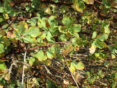 Commiphora glaucescens