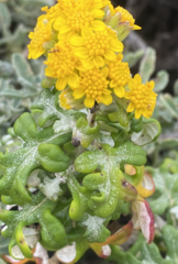Eriophyllum staechadifolium