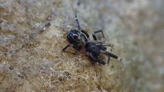 Liophrurillus flavitarsis