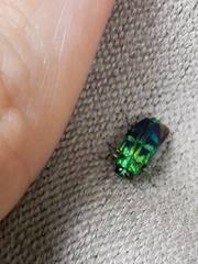 Chrysobothrini