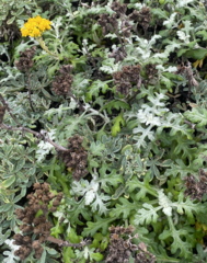 Eriophyllum staechadifolium