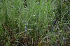 Alternanthera philoxeroides