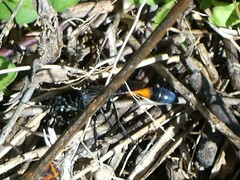 Ammophila
