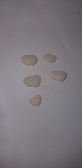 Striarca lactea