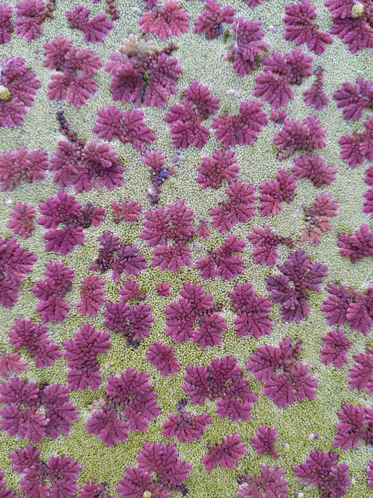 Mexican mosquito fern