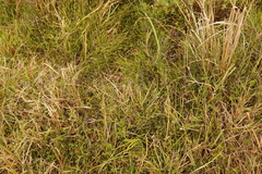 Psoralea asarina