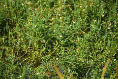 Alternanthera philoxeroides