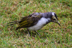 Blue-Faced Honeyeater photo 6