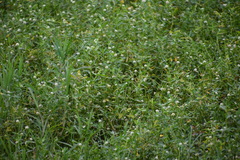 Alternanthera philoxeroides