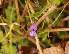Psoralea asarina