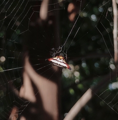 Gasteracantha geminata