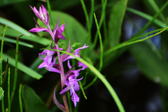 Dactylorhiza traunsteineri