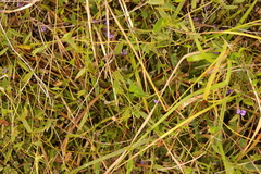 Psoralea asarina