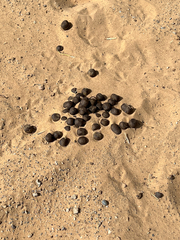 Camelus dromedarius