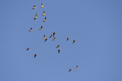 Pterocles senegallus