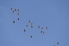 Pterocles senegallus