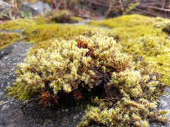 Racomitrium lanuginosum